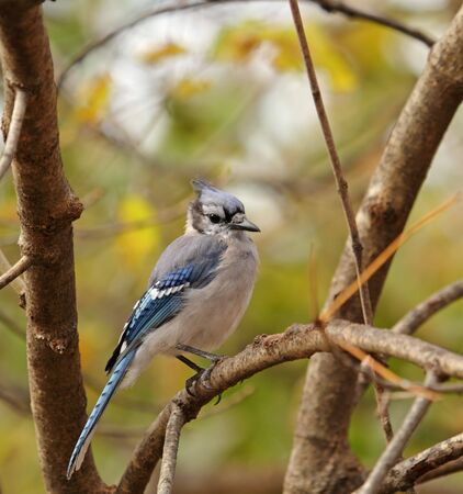 Blue jay, Cyanocitta cristata, perched on a tree branchの写真素材