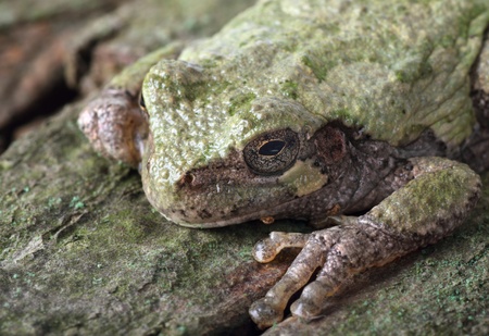 Closeup of an eastern gray treefrog, hyla versicolorの写真素材