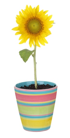 Sunflower in a pot isolated on whiteの写真素材