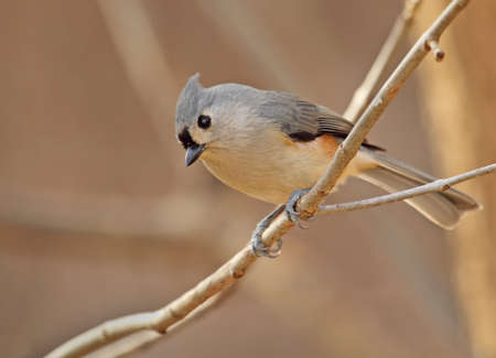 Tufted titmouse, Baeolophus bicolor, perched on a tree branchの写真素材