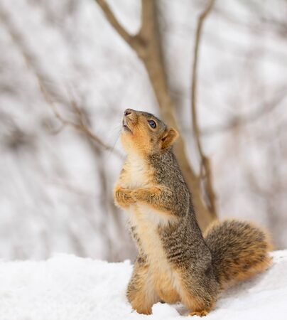 Fox squirrel, Sciurus niger, standing in the snow looking upの写真素材