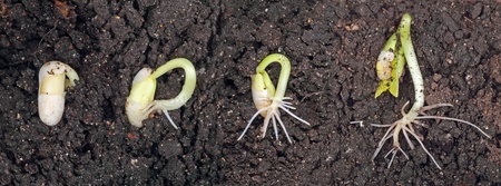 Bean plant sprouting and growing in the soil