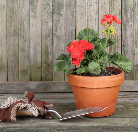 Red geranium in a pot with gardening gloves and trowel against a weathered fenceの写真素材
