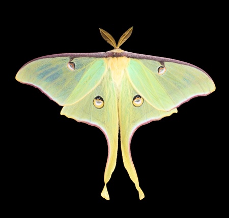 Luna moth, Actias luna, isolated on blackの写真素材