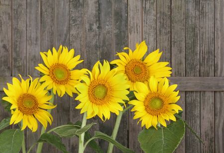 Sunflower, Helianthus annuus, against a weathered fenceの写真素材