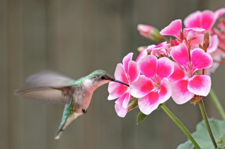 Ruby-throated hummingbird, Archilochus colubris, feeding on a geranium flowerの写真素材