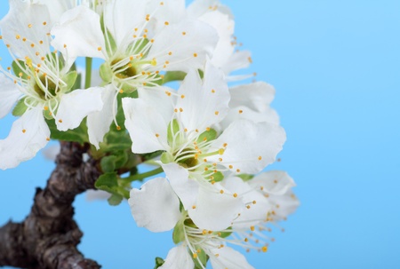 Pear tree, Pyrus sp., blossom with a blue background