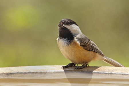 Black-capped chickadee, Poecile atricapilla, perched on a bird bathの写真素材