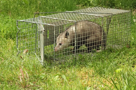Virginia opossum, Didelphis virginiana, getting out of an animal trapの写真素材
