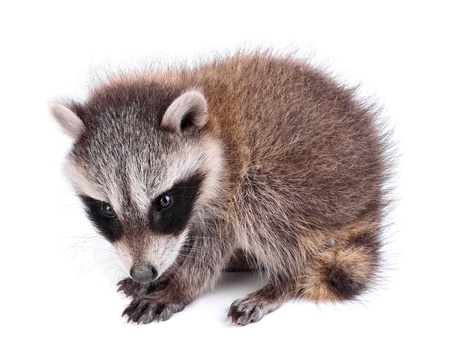 Young raccoon, Procyon lotorの写真素材