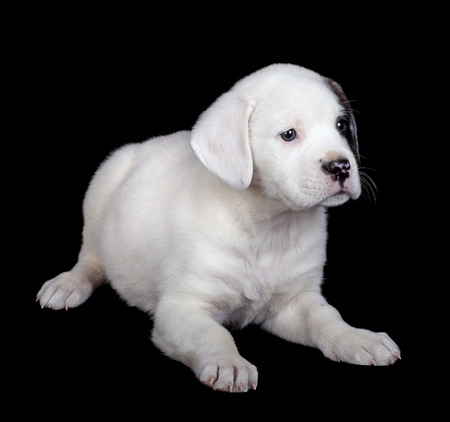 Mix labrador and bulldog puppy on a black background