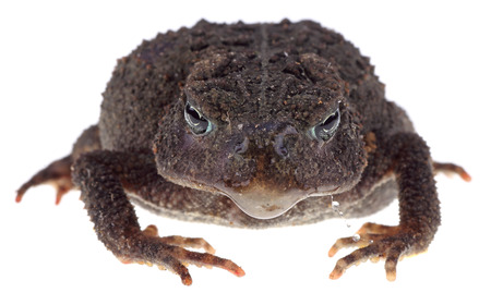 Closeup of American Toad, Anaxyrus americanus, isolated on white
