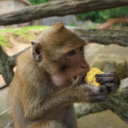 Jungle monkey eating cornの写真素材