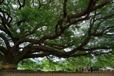 Big Jamjuree tree in Kanchanaburi, Thailandの写真素材