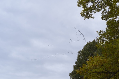 VYBORG, RUSSIA - OCTOBER 4, 2015: A flock of migratory birds in the sky above the autumn Monrepos Mon Repos landscape park at Vyborg, Russiaのeditorial素材