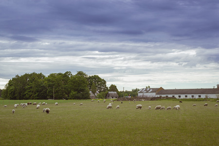 Sheep grazing in a green field, summer in cloudy weather, Korve-Toila, Ida-Viru maakond, Estoniaの写真素材