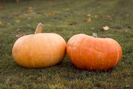 Autumn pumpkins with maple leaves on green grassのeditorial素材