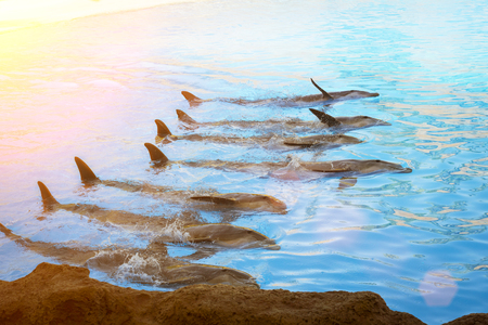 TENERIFE, SPAIN - JANUARY 15, 2013: Show with dolphins in the pool, Loro parque, Puerto de la Cruz, Santa Cruz de Tenerife, Canary Islands, Spainのeditorial素材