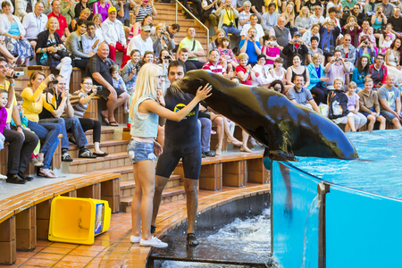 TENERIFE, SPAIN - JANUARY 15, 2013: Shows seals and sea lions in the pool, Loro parque, Puerto de la Cruz, Santa Cruz de Tenerife, Canary Islands, Spainのeditorial素材