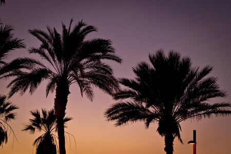 TENERIFE, SPAIN - JANUARY 14, 2013: Palm tree, bright sunset on the coast, popular canarian resort Playa de Las Americas, Tenerife, Canary Islands, Spainの写真素材