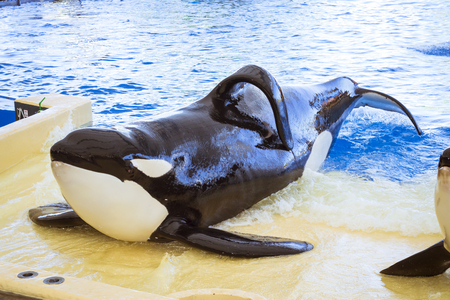 TENERIFE, SPAIN - JANUARY 15, 2013: Water show with killer whales in the pool, Loro parque, Puerto de la Cruz, Santa Cruz de Tenerife, Canary Islands, Spainのeditorial素材