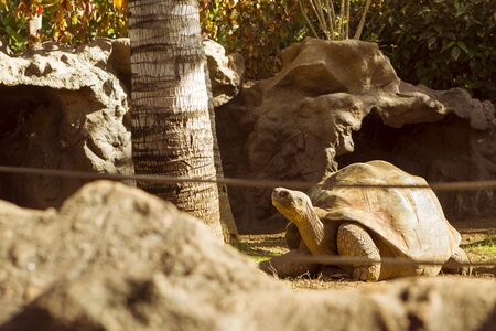 TENERIFE, SPAIN - JANUARY 15, 2013: Huge turtle - Giant tortoise Geochelone gigantea in Loro parque, Puerto de la Cruz, Santa Cruz de Tenerife, Canary Islands, Spainの写真素材