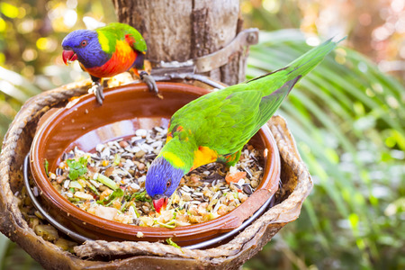 TENERIFE, SPAIN - JANUARY 15, 2013: Bright parrot is feeding from bowl with seeds in Loro Park Loro Parque, Puerto de la Cruz, Santa Cruz de Tenerife, Canary Islands, Spainのeditorial素材