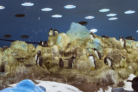 TENERIFE, SPAIN - JANUARY 15, 2013: Penguins on the artificial glacier in Loro Park Loro Parque, Puerto de la Cruz, Santa Cruz de Tenerife, Canary Islands, Spainのeditorial素材