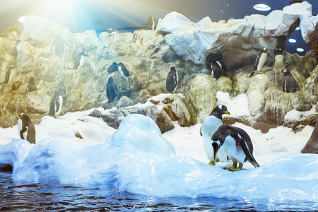 TENERIFE, SPAIN - JANUARY 15, 2013: Penguins on the artificial glacier in Loro Park Loro Parque, Puerto de la Cruz, Santa Cruz de Tenerife, Canary Islands, Spainのeditorial素材