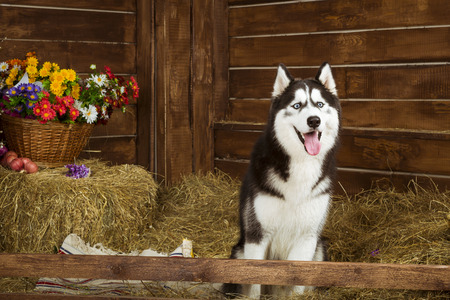 Dog-puppy of breed Siberian husky, portrait in the interiors of photo Studioの写真素材