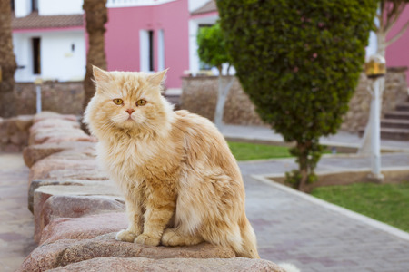 Red cat sitting on the stone curb, hotel beach Albatros resort, Sharm El Sheikh, Egyptの写真素材