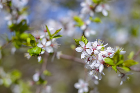 Hawthorn blooms in soft background of flowering branches and sky, early spring white flowers background with bokehのeditorial素材