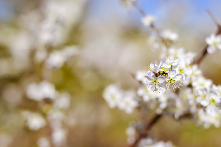 Abstract pink spring background with cherry sakura blooms in soft background of flowering branches...
