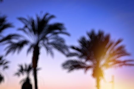 Blurred background with Palm tree bokeh, bright sunset on the coast, popular canarian resort Playa de Las Americas, Tenerife, Canary Islands, Spainの写真素材