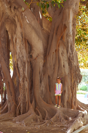 ALICANTE, SPAIN - SEPTEMBER 9, 2014: Ficus alley Alicante, pedestrian zone in centre of garden with huge trees-giants. Man next to giant ficus, it's a dwarf, Av Loring, Valencia, Spainの写真素材