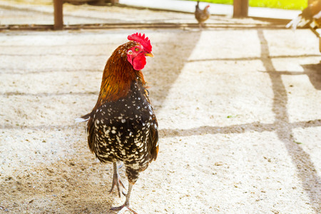 Cock - Rooster, symbol of New 2017 - according to Chinese calendar Year of red fiery cock. Festive...