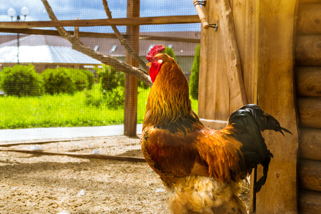 Cock - Rooster, symbol of New 2017 - according to Chinese calendar Year of red fiery cock. Festive background with bird-symbol of coming new year. Pet bird rooster in a cage with sand in poultry farmの写真素材