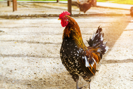 Cock - Rooster, symbol of New 2017 - according to Chinese calendar Year of red fiery cock. Festive background with bird-symbol of coming new year. Pet bird rooster in a cage with sand in poultry farmの写真素材