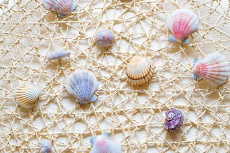Sea shells and clams on a white woven mesh. Exotic inhabitant of sea and ocean - backdrop for aquarium and interior. Conch shell-pearl on simulated fishing netの写真素材