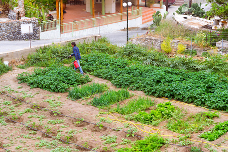 Bali, Greece - April 30, 2016: Man watering garden with potatoes, onions and other vegetables from portable farm sprinkler. Gardening on own household plot. Resort village Bali, Rethymnoのeditorial素材