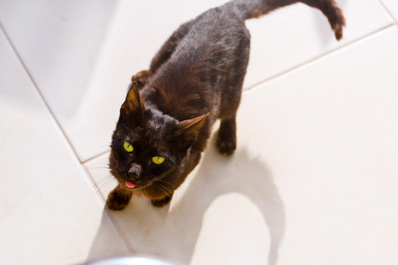 Resort cat begging food from tourists in beach village Bali. Cute fluffy Pets on vacation. Rethymno, Crete, Greeceの写真素材