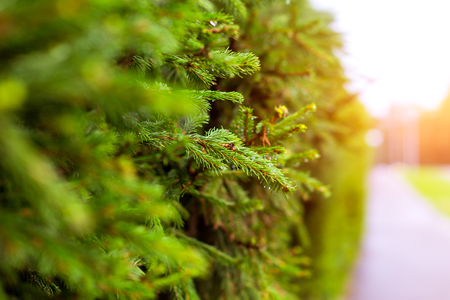 Green spruce branch with drops of water against the background of a plant coniferous hedge. Tallinn, Baltic States, Estonia. Blurred background with bokehの写真素材
