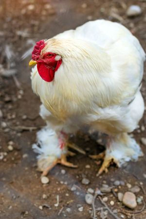 White pet bird rooster in a cage with ground in poultry farm. Cock is symbol of New 2017 according to Chinese calendar, Year of red fiery cock. HBH Palanga, Lithuaniaの写真素材