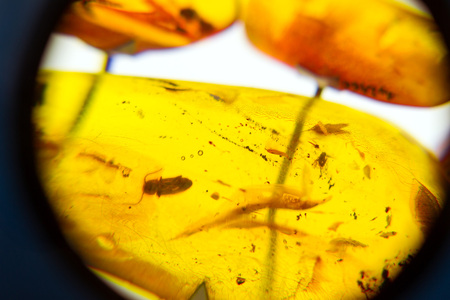 Exhibits of amber museum, insects frozen in amber. Hardened pieces of resin are used for making stylish Baltic jewelry. Palanga Amber Museum in botanical park in Lithuanian resortの写真素材