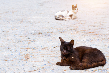 Black and white resort cats basking in sun in beach village Bali. Cute fluffy Pets on vacation. Rethymno, Crete, Greeceの写真素材