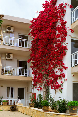 White wall covered with curly branches with bright Bougainvillea flowers. Resort village Bali, Rethymno, Crete, Greeceのeditorial素材