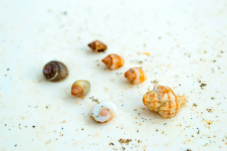 Sea shells and molluscs on the granite slab on shore Livadi beach in sea bay of resort village Bali in may. Bali, Rethymno Crete, Greeceの写真素材