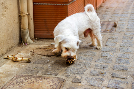 Stray dog is chewing a bone on cobblestone street of resort sity. Pet animal in resort Greek port-city Rethymno, Crete, Greeceの写真素材