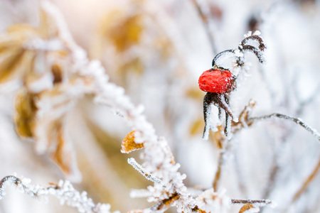 Frozen flowers and leaves of wild rose covered with a crust of ice. Plants of the Rose family, of the order Rosales. Flora and fauna in the harsh snow of the Russian winterの写真素材