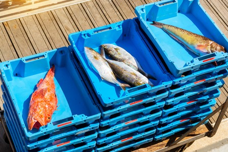 Blue plastic containers with catch of sea fish, oysters, squid, sea delicacies. Fish auction for wholesalers and restaurants. Blanes, Spain, Costa Brava. Fishing at pier in port Blanesの写真素材